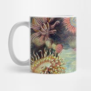 Sea Anemones by Ernst Haeckel Mug